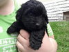 Sh Litter Liberty - ADOPTED 06.14.13