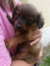 Sh Litter Hero - ADOPTED 06.14.13
