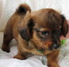 Sh Litter Hero - ADOPTED 06.14.13