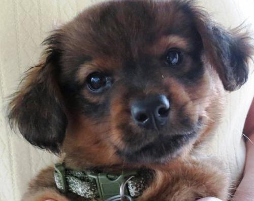 Sh Litter Hero - ADOPTED 06.14.13