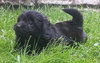 Sh Litter Glitter - ADOPTED 06.14.13
