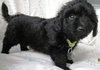 Sh Litter Glitter - ADOPTED 06.14.13