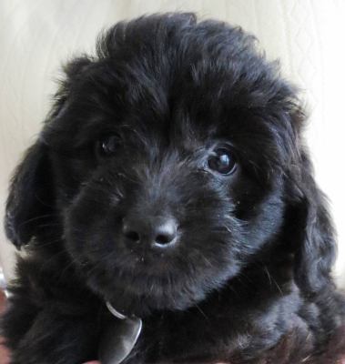 Sh Litter Glitter - ADOPTED 06.14.13