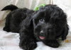 Sh Litter Glitter - ADOPTED 06.14.13