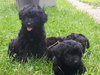 Sh Litter Rocket - ADOPTED 07.19.13