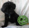Sh Litter Rocket - ADOPTED 07.19.13