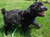 Sh Litter Rocket - ADOPTED 07.19.13