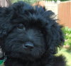 Sh Litter Rocket - ADOPTED 07.19.13