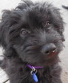 Sh Litter Rocket - ADOPTED 07.19.13