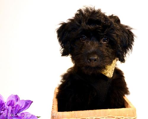 Sh Litter Rocket - ADOPTED 07.19.13