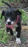 Th Litter Cannoli - ADOPTED 06.25.13