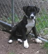 Th Litter Cannoli - ADOPTED 06.25.13