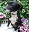 Th Litter Cannoli - ADOPTED 06.25.13