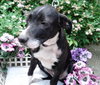 Th Litter Cannoli - ADOPTED 06.25.13