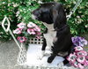 Th Litter Cannoli - ADOPTED 06.25.13