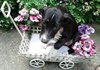 Th Litter Cannoli - ADOPTED 06.25.13
