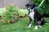 Th Litter Cannoli - ADOPTED 06.25.13