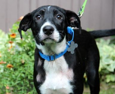 Th Litter Cannoli - ADOPTED 06.25.13