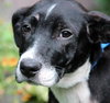 Th Litter Cannoli - ADOPTED 06.25.13