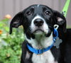 Th Litter Cannoli - ADOPTED 06.25.13