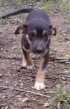Th Litter Croissant - ADOPTED 06.02.13