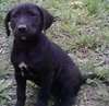 Th Litter Kolache - ADOPTED 07.07.13