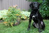 Th Litter Kolache - ADOPTED 07.07.13