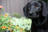 Th Litter Kolache - ADOPTED 07.07.13