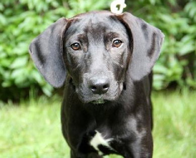 Th Litter Kolache - ADOPTED 07.07.13