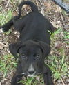 Th Litter Strudel - ADOPTED 06.25.13