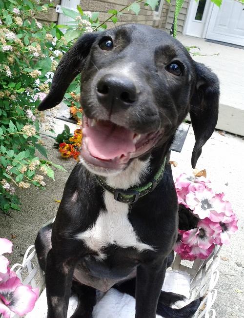 Th Litter Strudel - ADOPTED 06.25.13