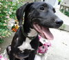 Th Litter Strudel - ADOPTED 06.25.13