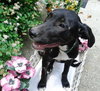 Th Litter Strudel - ADOPTED 06.25.13