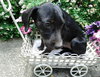 Th Litter Strudel - ADOPTED 06.25.13