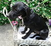 Th Litter Strudel - ADOPTED 06.25.13