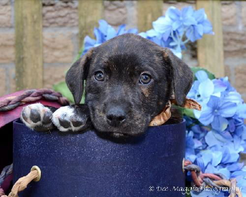 Uh Litter Ozzie - ADOPTED 06.22.13