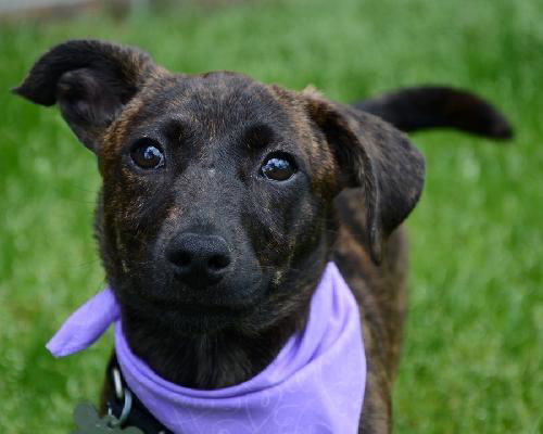 Vh Litter Reba - ADOPTED 06.19.13