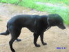 Ivana-ADOPTED 09.27.13