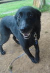 Ivana-ADOPTED 09.27.13