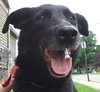 Ivana-ADOPTED 09.27.13