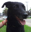 Ivana-ADOPTED 09.27.13