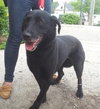 Ivana-ADOPTED 09.27.13