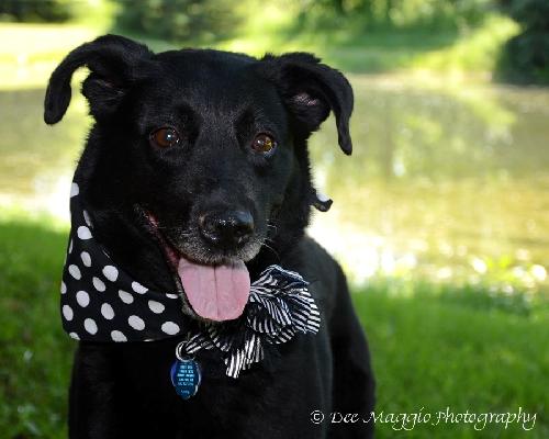 Ivana-ADOPTED 09.27.13
