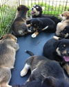 Xh Litter-9 pups-PENDING