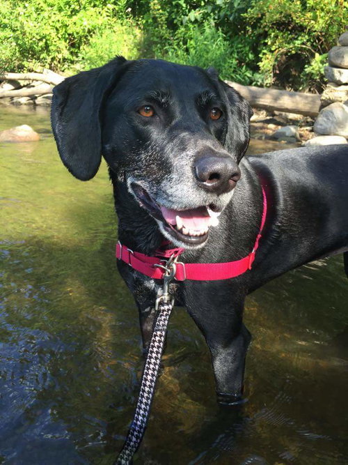 Ashe (CBW-AA) - ADOPTED 08.24.15