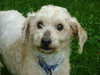 Doodle-ADOPTED 09.03.13