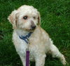 Doodle-ADOPTED 09.03.13