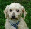 Doodle-ADOPTED 09.03.13