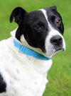 Mason-ADOPTED 07.31.13
