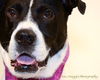 Mason-ADOPTED 07.31.13